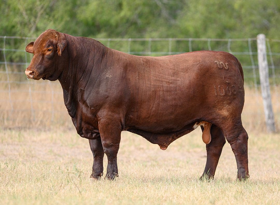 KingRanch_Bull
